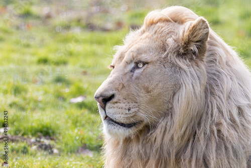 Portrait of a lion in the meadow