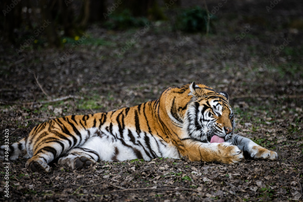 Portrait of a tiger in the forest