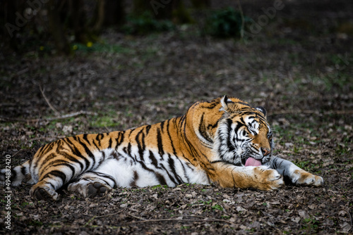 Portrait of a tiger in the forest