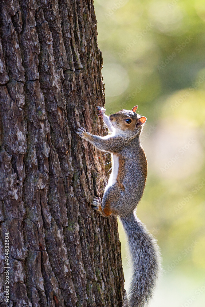 Grey squirrel climbing the trunk of a tree in a London Park Grey squirrel climbing the trunk of a tree in a London Park