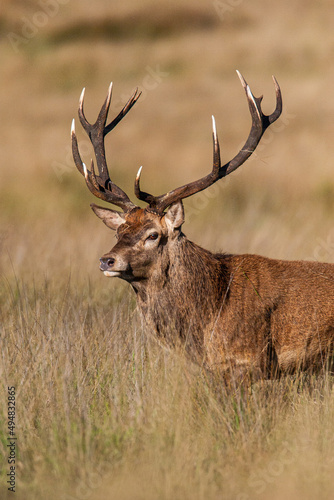 Red deer stags roaring and fighting in the woodlands of London, UK 