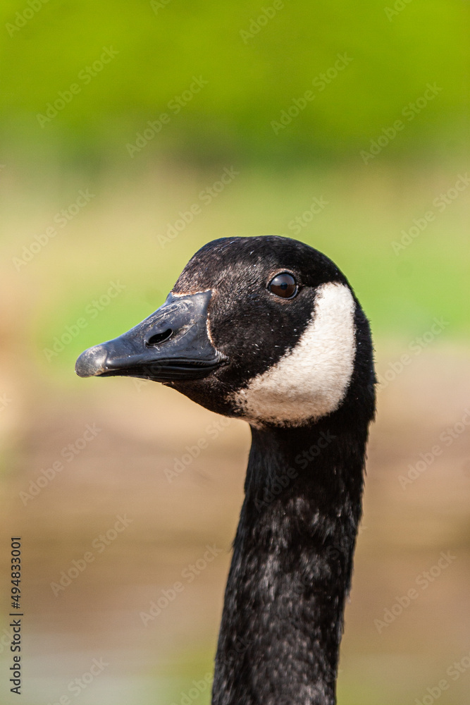 Early morning portraits of a Canada Goose in London Early morning portraits of a Canada Goose in London