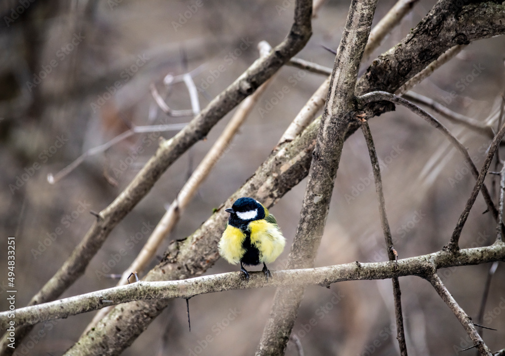 Naklejka premium beautiful and bright titmouse on a branch on a sunny spring day
