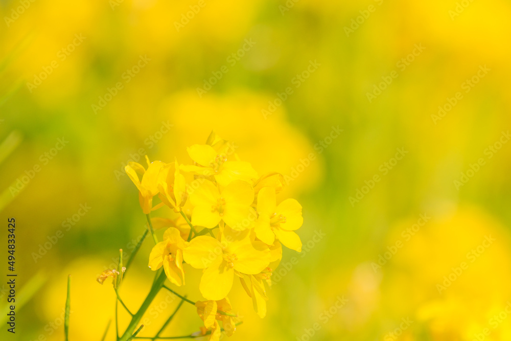 Fototapeta premium 春のふんわりした美しい菜の花