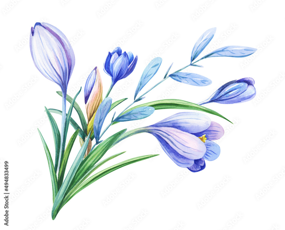 Naklejka premium Watercolor illustration with purple crocus or saffron on a white background