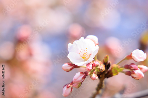 春の美しい桜の開花と美しいボケ背景