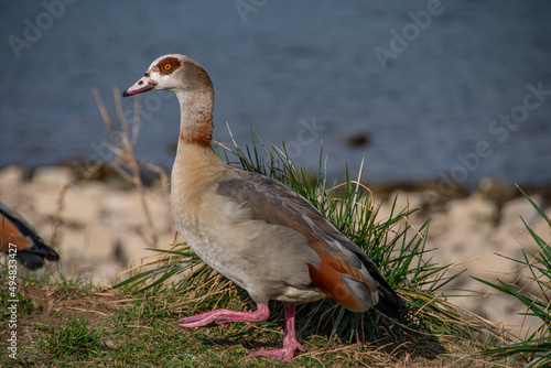 An Egyptian goose foraging for food on the Rhine photo