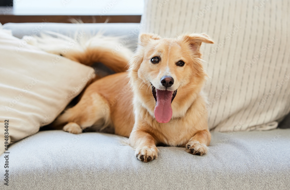 Every dog is the exception. Shot of an adorable fluffy dog relaxing on a couch at home. Every dog is the exception. Shot of an adorable fluffy dog relaxing on a couch at home.