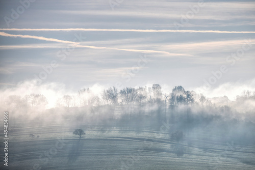 trees on the hill in the morning mist