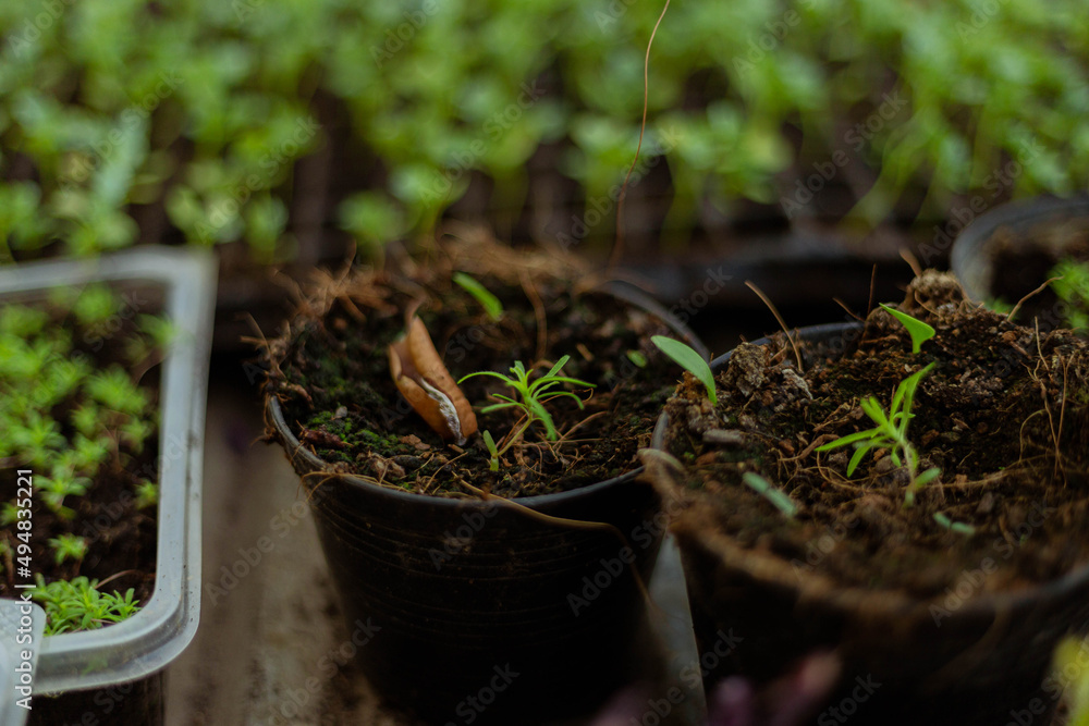 Gardening concept a farmer culling the green seedlings before removing them from pots to growing in the prepared soil plot Gardening concept a farmer culling the green seedlings before removing them from pots to growing in the prepared soil plot