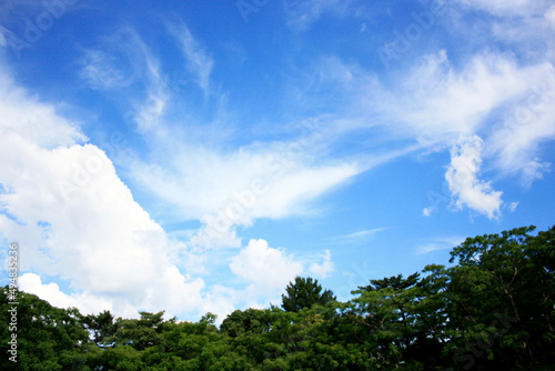 松林のある公園で見上げた空 © Hiro