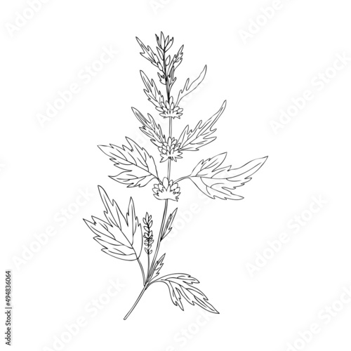 Motherwort hand drawn vector sketch isolated on white background, healing meadow line art herbal medical sedative plant, Organic food ingredient illustration for healthy market, pharmacology, cosmetic