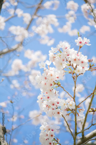 青空を背景に桜の花をクローズアップ 