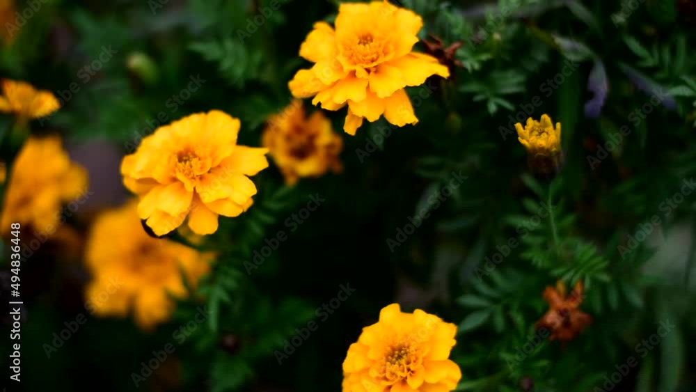 Autumn marigolds bloom and sway in the wind. Autumn marigolds bloom and sway in the wind.