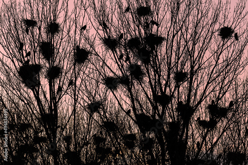Backlight at sunset of a colony of rooks with their nests among the branches of the poplars. Corvus frugilegus. photo