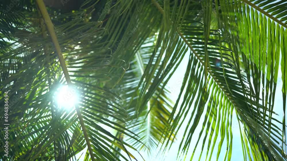 Tropical leaves palm exotic plant swaying in wind against sunlight with sunbeam and sun flare, nature green rainforest background. Holiday concept. Island in Hawaii Tropical leaves palm exotic plant swaying in wind against sunlight with sunbeam and sun flare, nature green rainforest background. Holiday concept. Island in Hawaii
