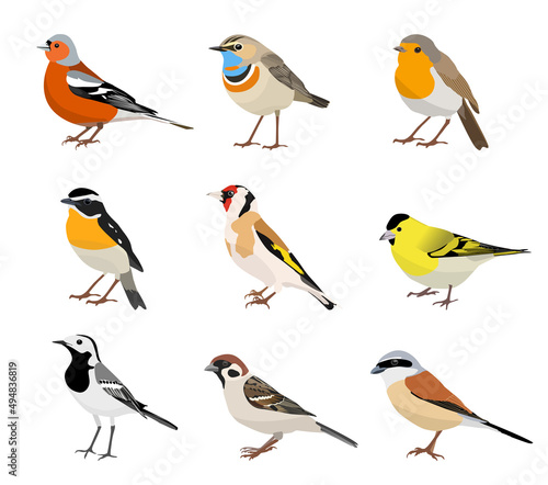 Set of songbirds isolated on white background. Chaffinch, bluethroat, robin, whinchat, goldfinch, siskin, wagtail, sparrow, shrike. Vector illustration photo