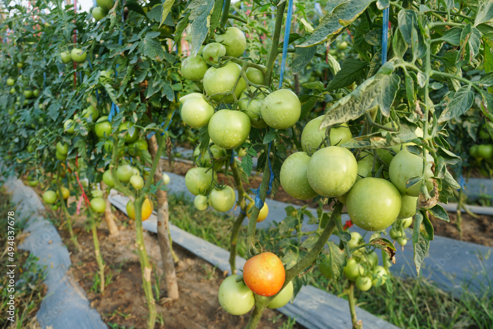 Green raw fresh Tomatoes hanging on trees on an organic farm. Harvest Concept. Fresh organic vegetables. Healthy eating.