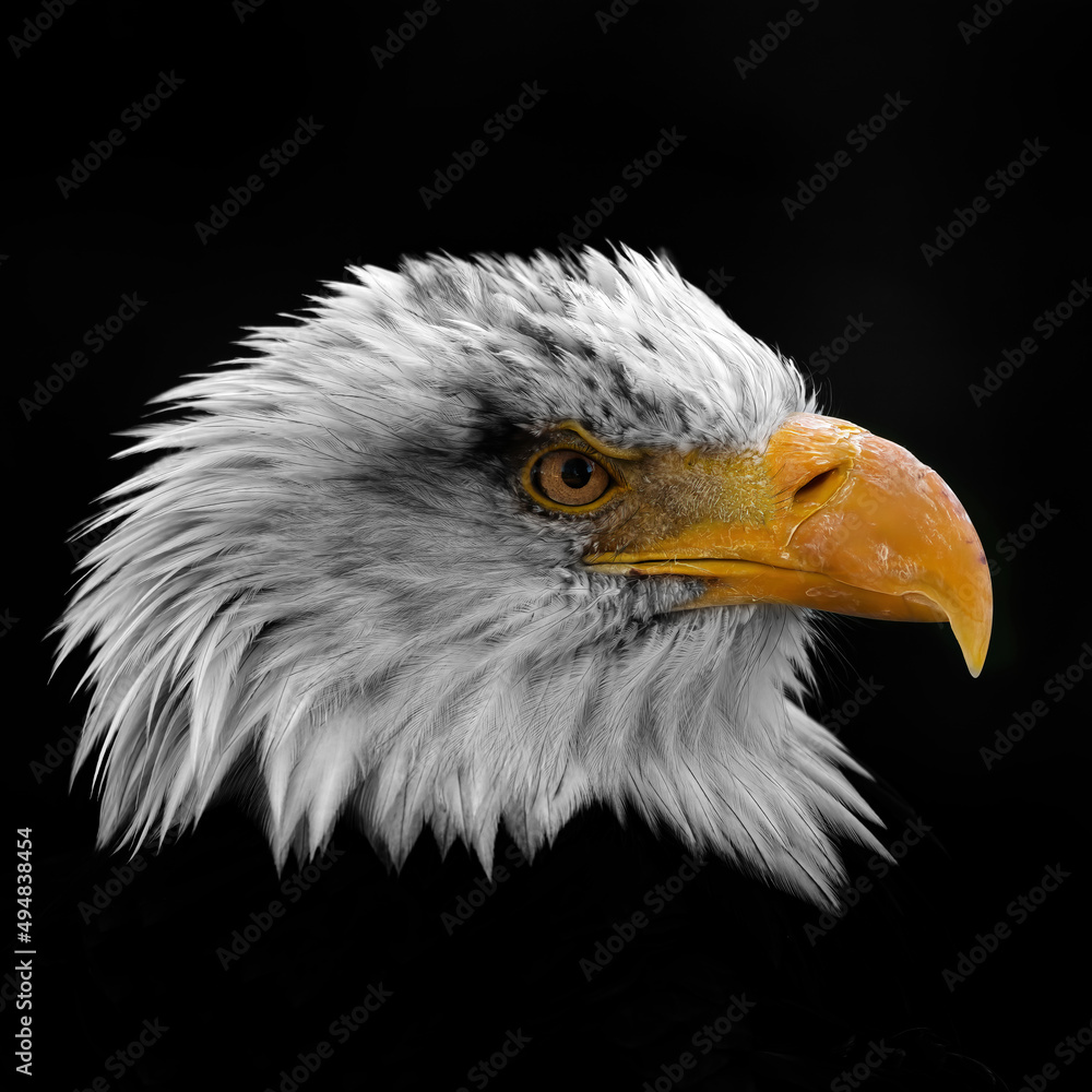 bald eagle head in profile close up bald eagle head in profile close up