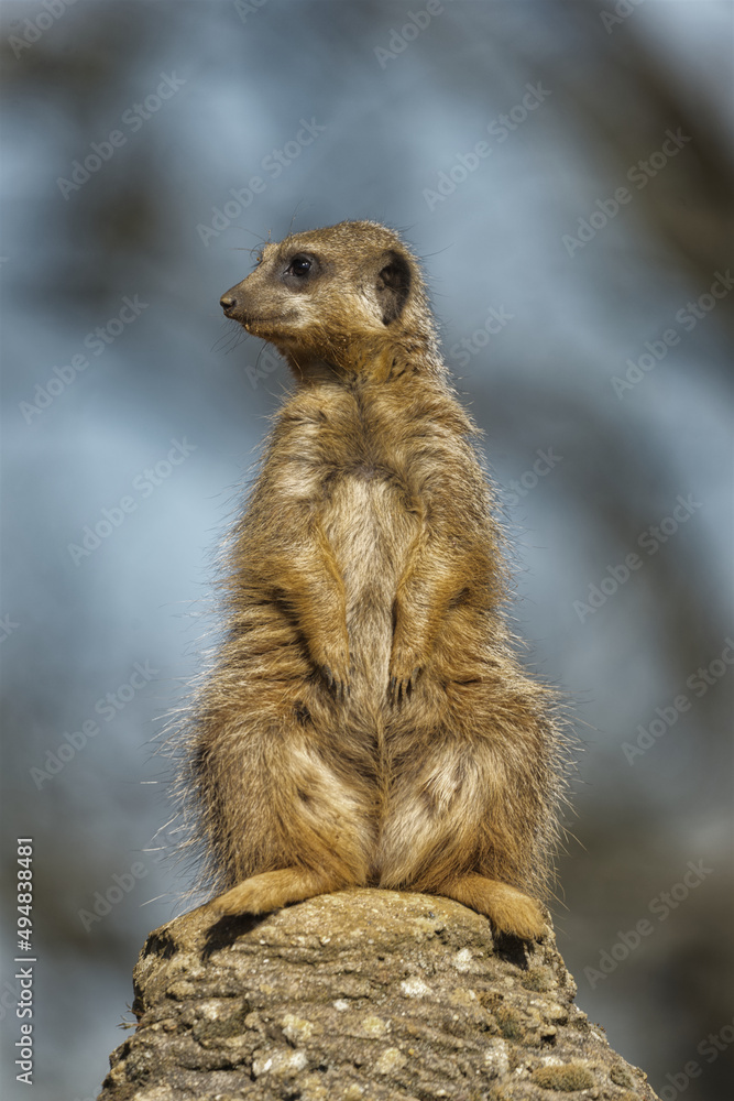 Fototapeta premium meerkat perched on rock on look out