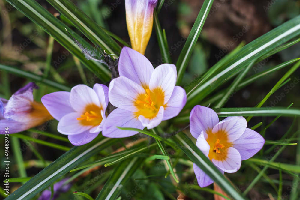 Lila crocus flowering in the garden.