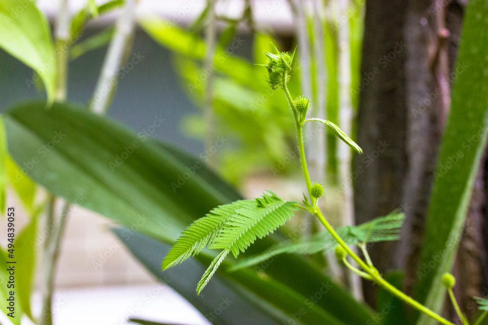 Mimosa pudica green leaves. Shy plant called sensitive, sleepy, action plant, touch-me-not, shameplant, Morivivi. Small leaflets start to fold up. Touching it by human hand causing leaf to close. Mimosa pudica green leaves. Shy plant called sensitive, sleepy, action plant, touch-me-not, shameplant, Morivivi. Small leaflets start to fold up. Touching it by human hand causing leaf to close.
