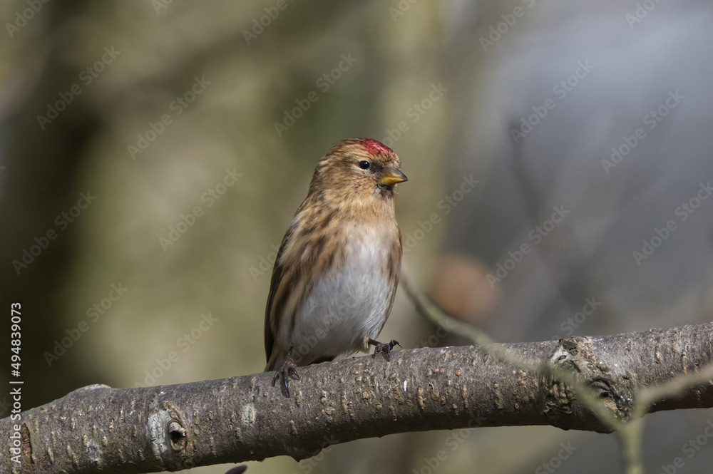 Red Poll Red Poll