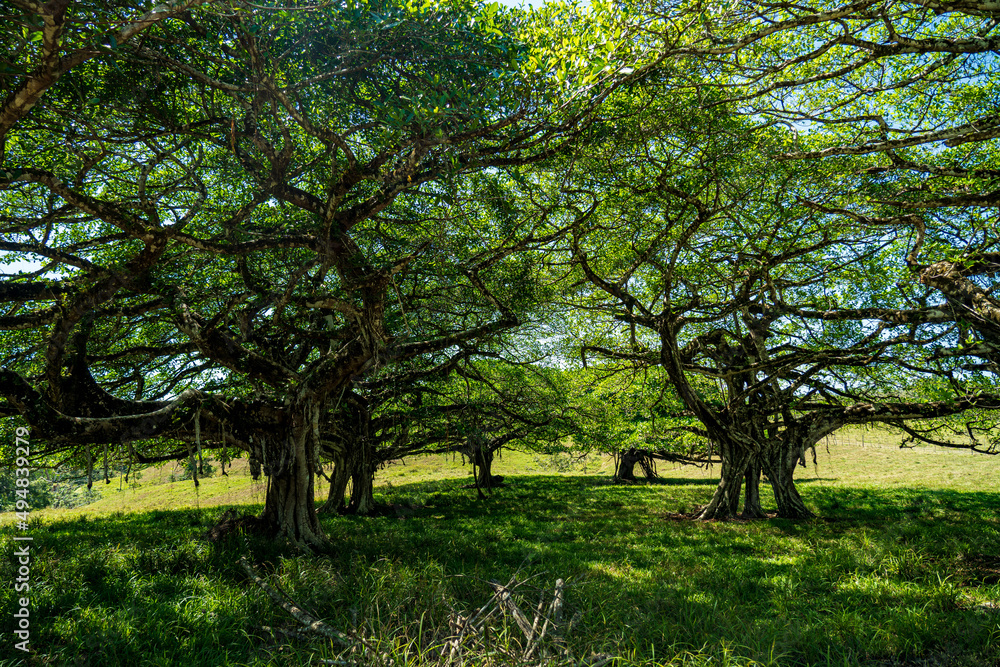 trees in the park trees in the park