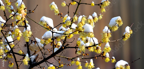 Yellow wax plum flowers covered with residual snow photo