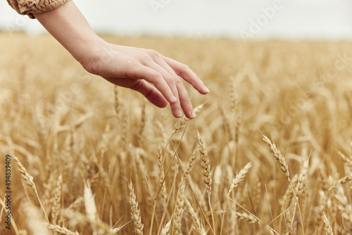 female hand the farmer concerned the ripening of wheat ears in early summer harvest