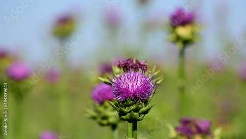 milk thistle grows on the field. blue sky.