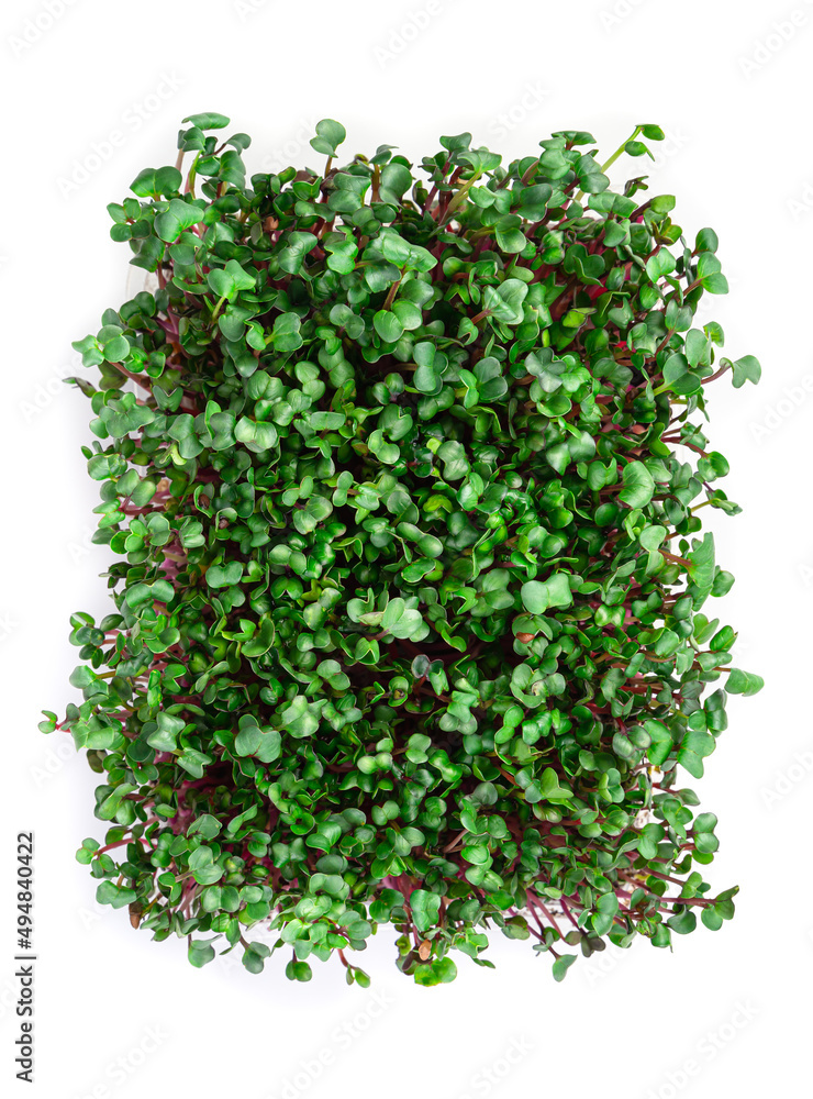Obraz premium Micro-green isolated on a white background. Micro radish