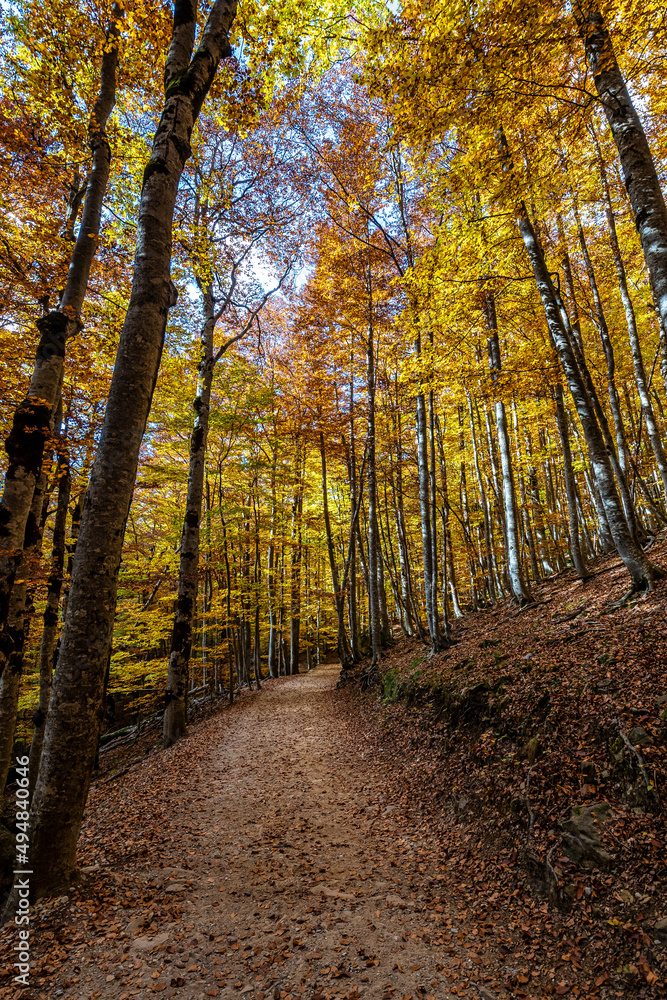 Obraz premium Colorful beech fall forest in Ordesa and Monte Perdido NP, Pyrenees, Aragon in Spain