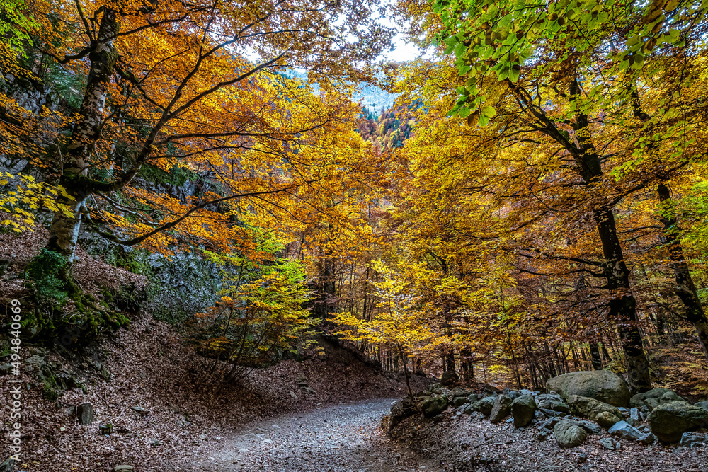 Colorful beech fall forest in Ordesa and Monte Perdido NP, Pyrenees, Aragon in Spain