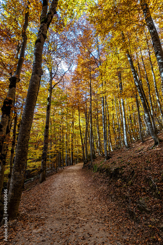 Colorful beech fall forest in Ordesa and Monte Perdido NP, Pyrenees, Aragon in Spain © rudiernst