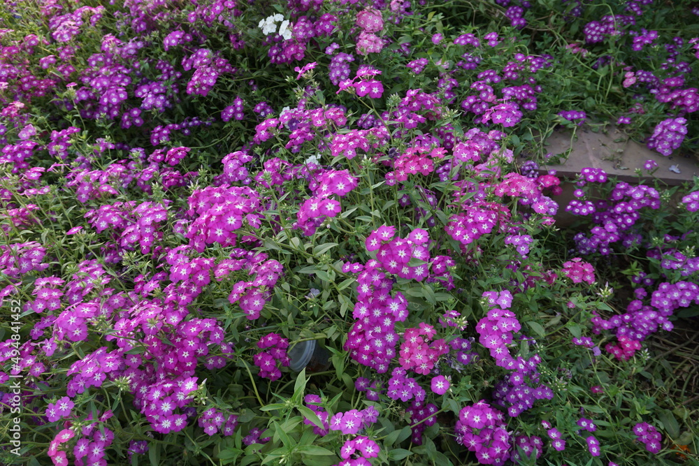 Cineraria, florist's cineraria or common ragwort (Pericallis × hybrida) blossom flowers in the park Cineraria, florist's cineraria or common ragwort (Pericallis × hybrida) blossom flowers in the park