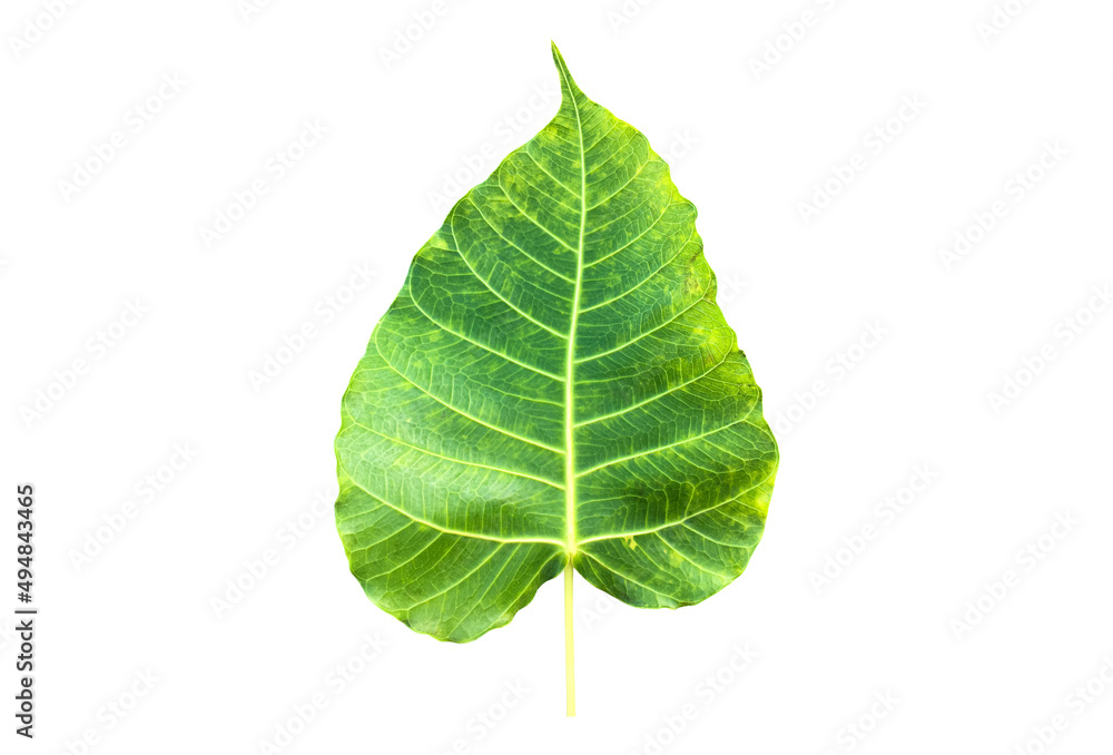 Isolated ficus religiosa leaf with clipping paths. Isolated ficus religiosa leaf with clipping paths.