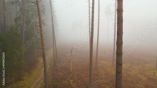Very thick fog in the pine forest