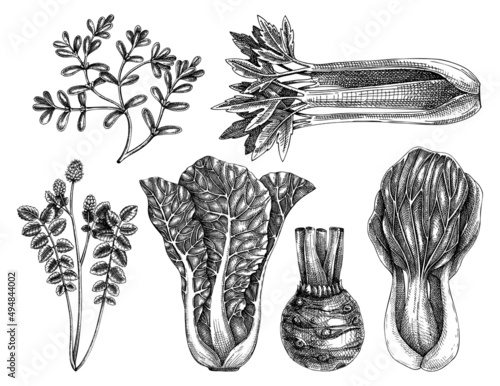 Hand-sketched vegetable and edible plants collection. Vector set of hand-drawn salad burnet, lettuce, celery, purslane drawings. Vintage plants elements in engraved style. Vegetables outlines set.