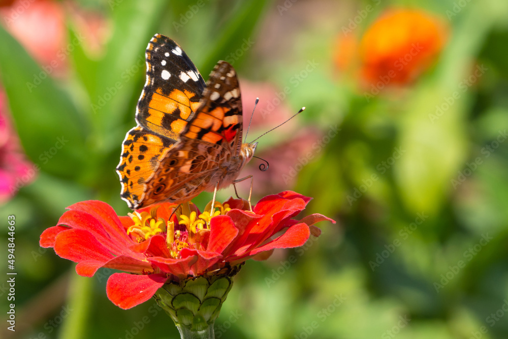 Butterfly on a red zinnia flower on a green background in a blooming summer garden. Monarch butterfly pollinating flowers in the summer day, soft background Butterfly on a red zinnia flower on a green background in a blooming summer garden. Monarch butterfly pollinating flowers in the summer day, soft background