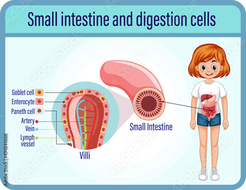Digestion anddigestion cells and small intestine