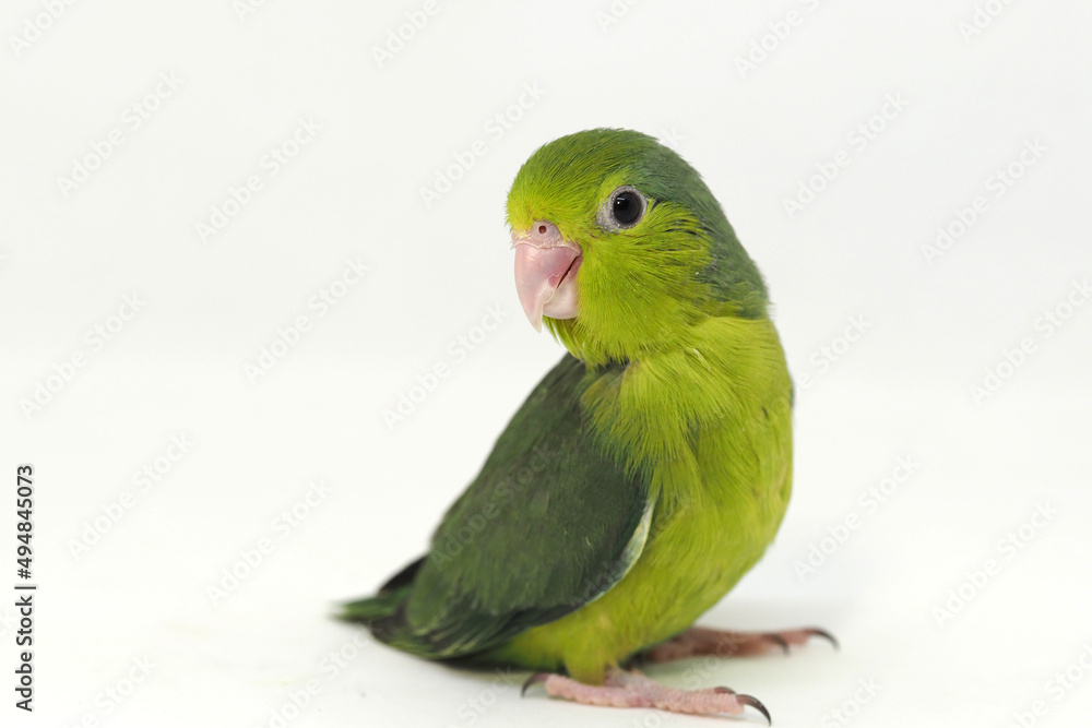 Selective focus of forpus parrotlet newborn bird studio shot on white background Selective focus of forpus parrotlet newborn bird studio shot on white background
