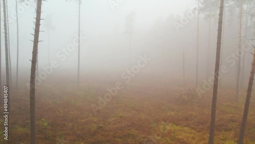 Very thick fog in the pine forest