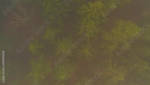 Very thick fog in the coniferous forest. Top view