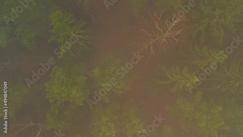 Very thick fog in the coniferous forest. Top view