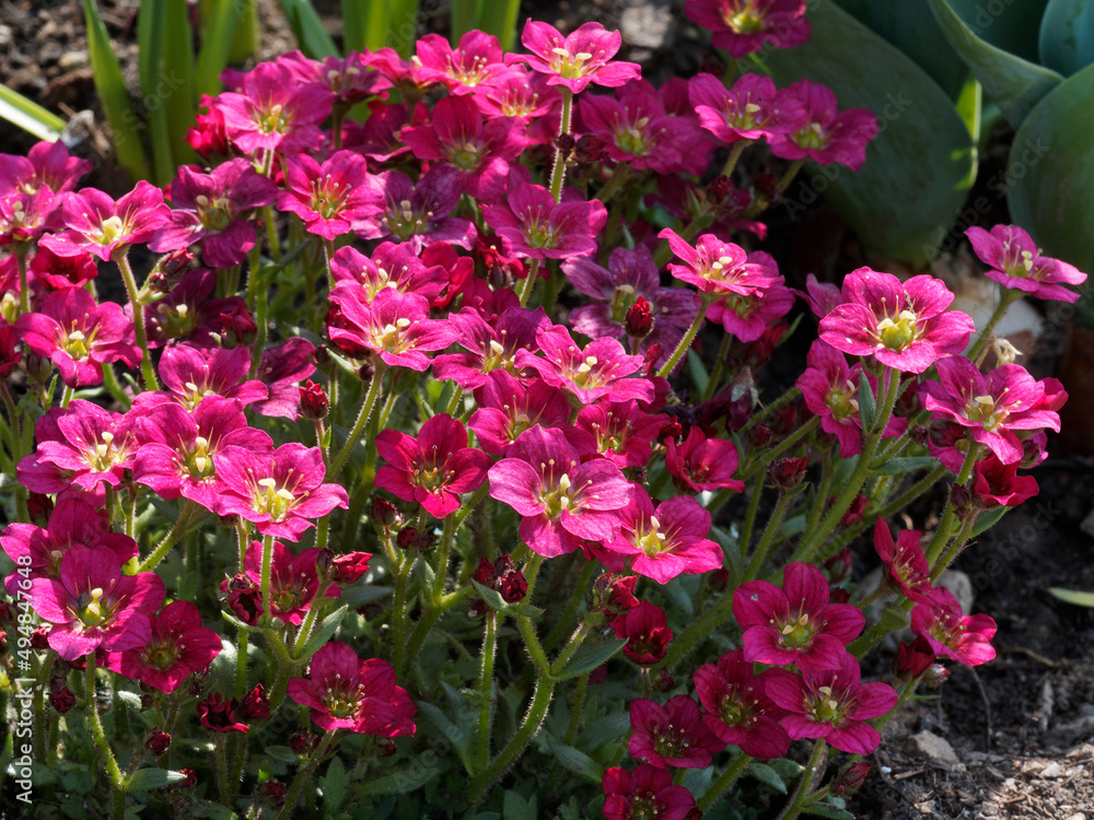 Saxifraga × arendsii | Saxifrage d'Arends ou Saxifrage mousse à petites fleurettes à pétales arrondis rouges, coeur verdâtre sur tiges formant un dôme au large feuillage vert sous les fleurs 