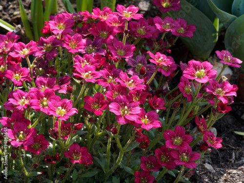 Saxifraga × arendsii | Saxifrage d'Arends ou Saxifrage mousse à petites fleurettes à pétales arrondis rouges, coeur verdâtre sur tiges formant un dôme au large feuillage vert sous les fleurs 