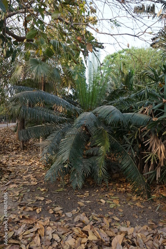 queen sago or the queen sago palm (Cycas rumphii) in the park photo