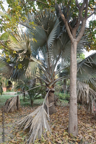 Bismarckia nobilis (Bismarck Palm) in the park photo