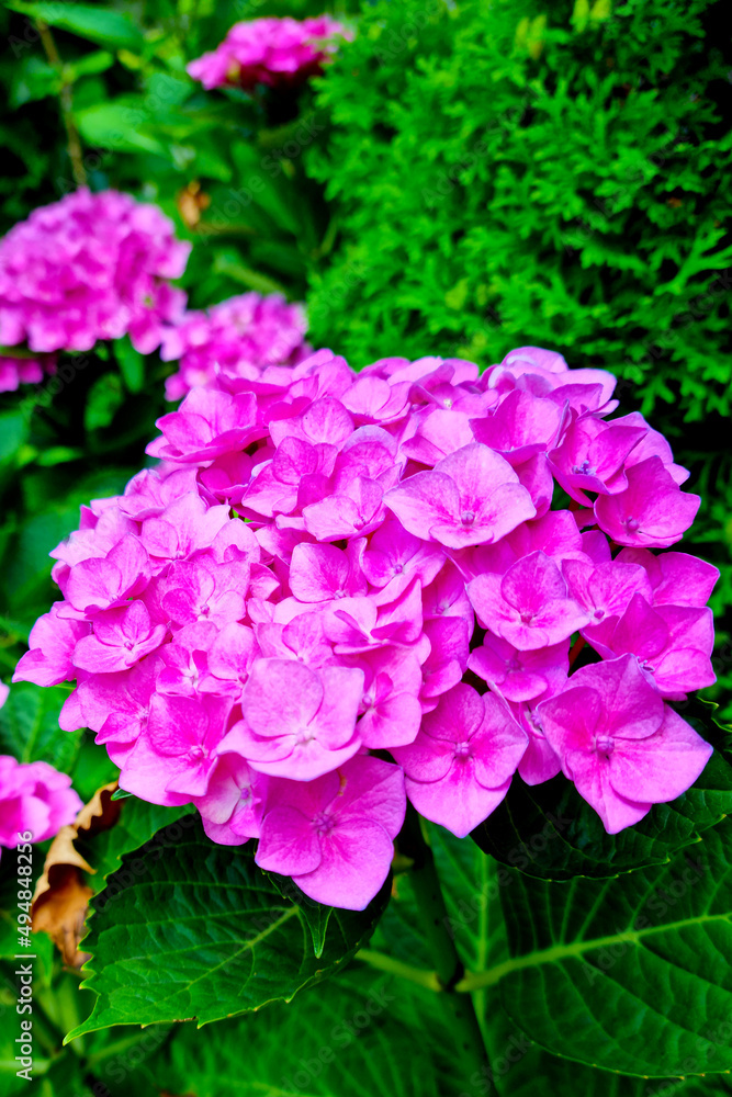 Close-up of hydrangeas blooming in the park in the spring.